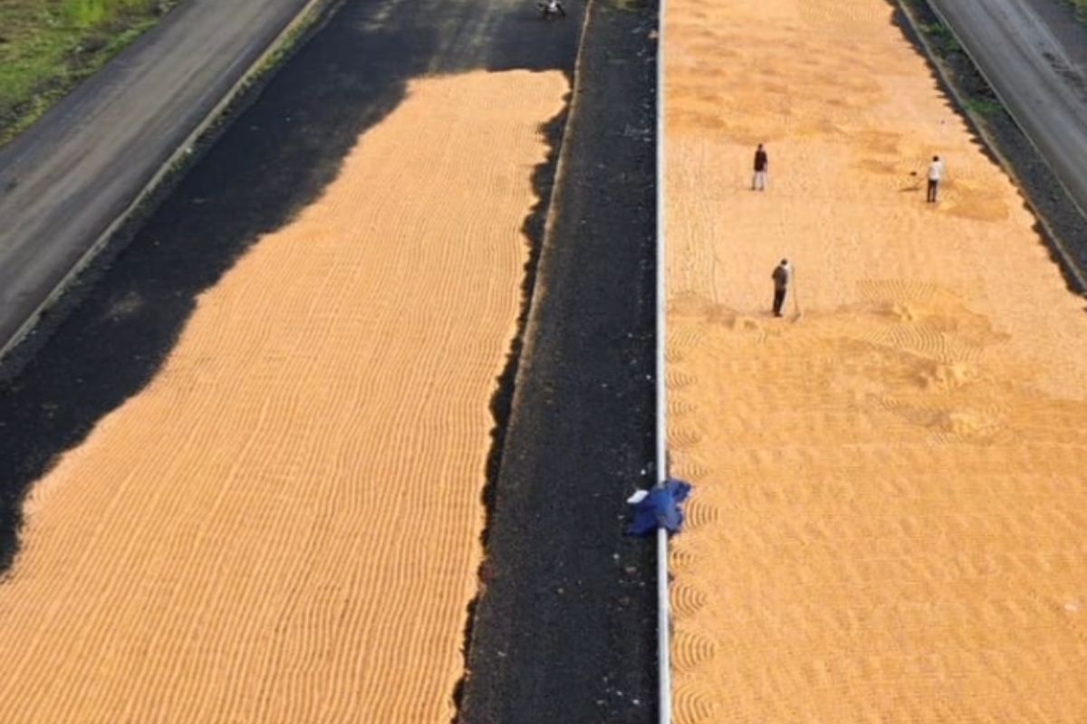 Khargone News : बेमौसम बारिश से बेबस हुए किसान, खेत-खलिहानों में भरा पानी तो सड़कों पर सूखा रहे फसल, तस्वीरें देख आपके भी आंखों में आ जाएंगे आंसू