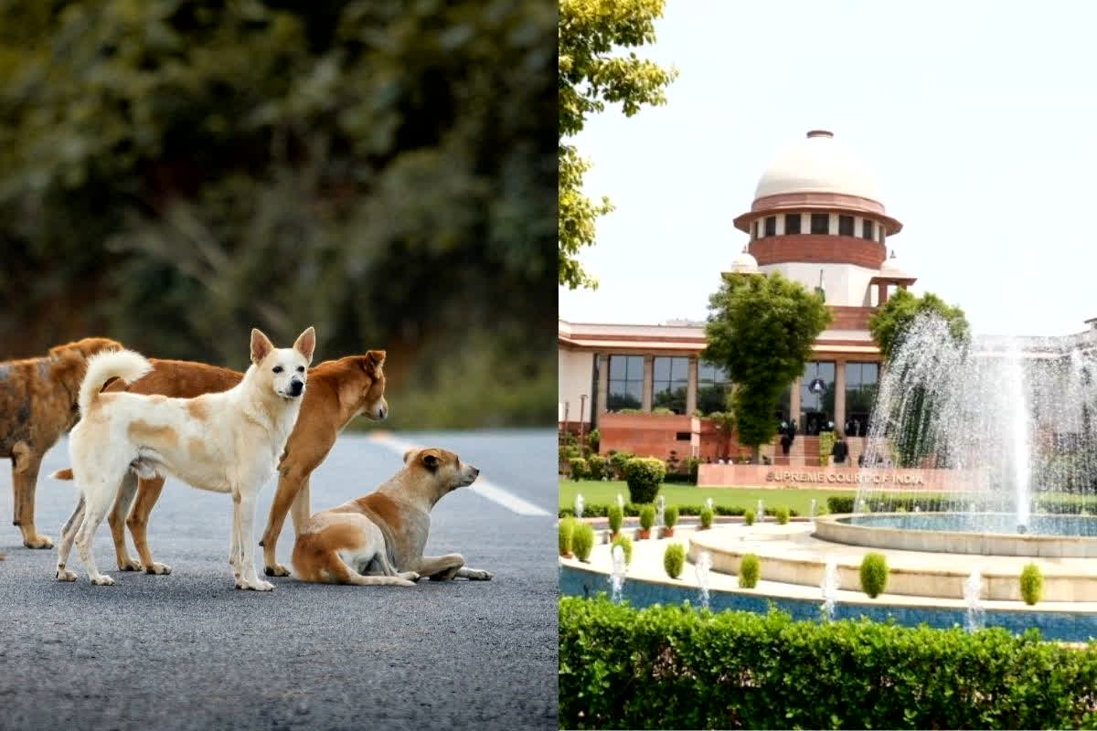 SC on Stray Dogs: आवारा कुत्तों के मामले में सुप्रीम कोर्ट सख्त! राज्यों की लापरवाही पर नाराज़…कहा ‘फिर होगी पेशी लेकिन’…! 7 नवंबर को आएगा बड़ा फैसला