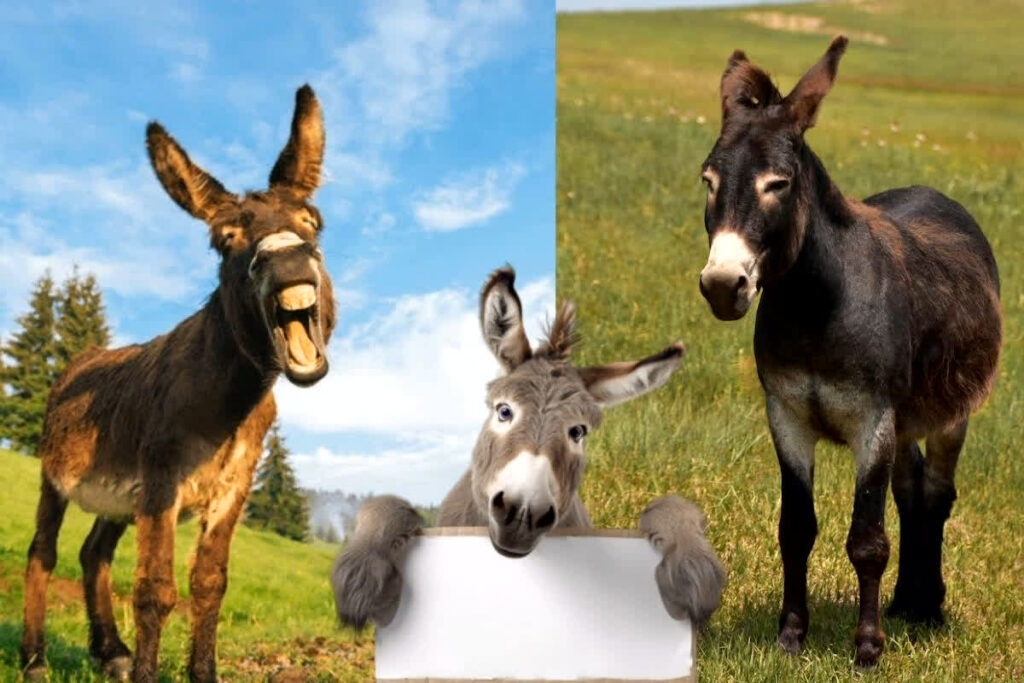 Ujjain Donkey Fair, Donkey Fair MP, Ujjain Donkey Fair, Gadhon Ka Mela,