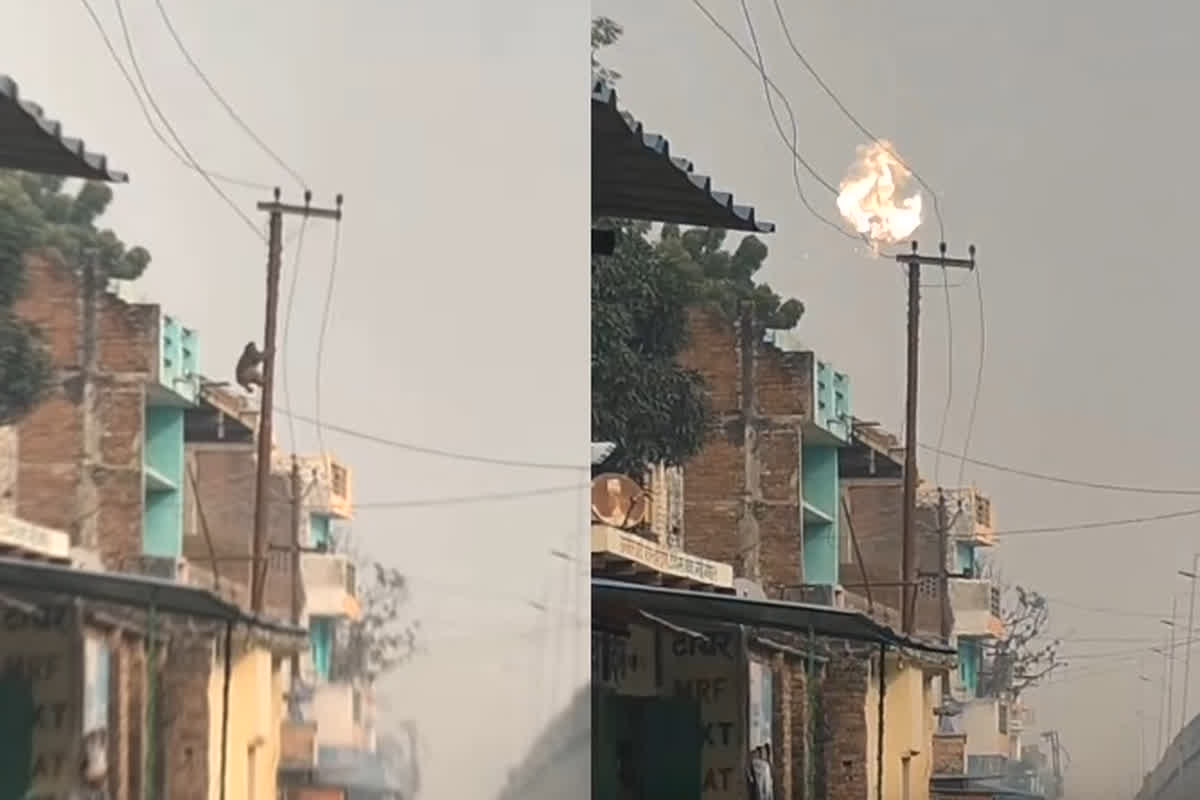Viral Video: बंदर बना बाहुबली! बंद करवा देता है पूरे गांव की बिजली, परेशान हुए ग्रामीण, वन विभाग से की ये मांग