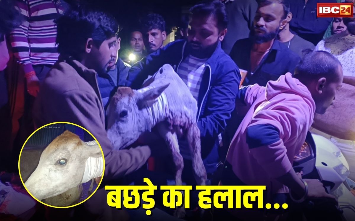 Bhatapara News: धारदार चाकू, खून और अधमरा बछड़ा… भाटापारा की गलियों में बछड़े का किया जा रहा था हलाल, फिर जो हुआ…