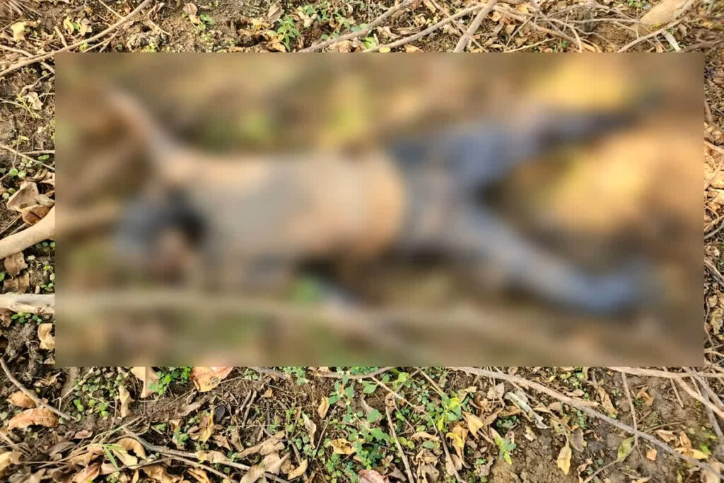 Raipur Dead Body Found