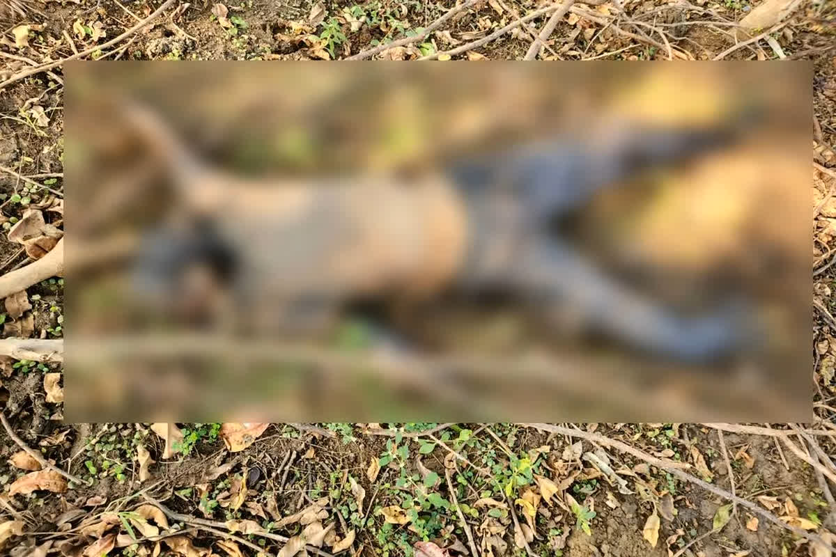 Raipur Dead Body Found: राज्योत्सव से गायब हुआ था जो कर्मचारी, अब सड़ी-गली हालत में मिली लाश.. लेकिन ये है हैरान करने वाली बात