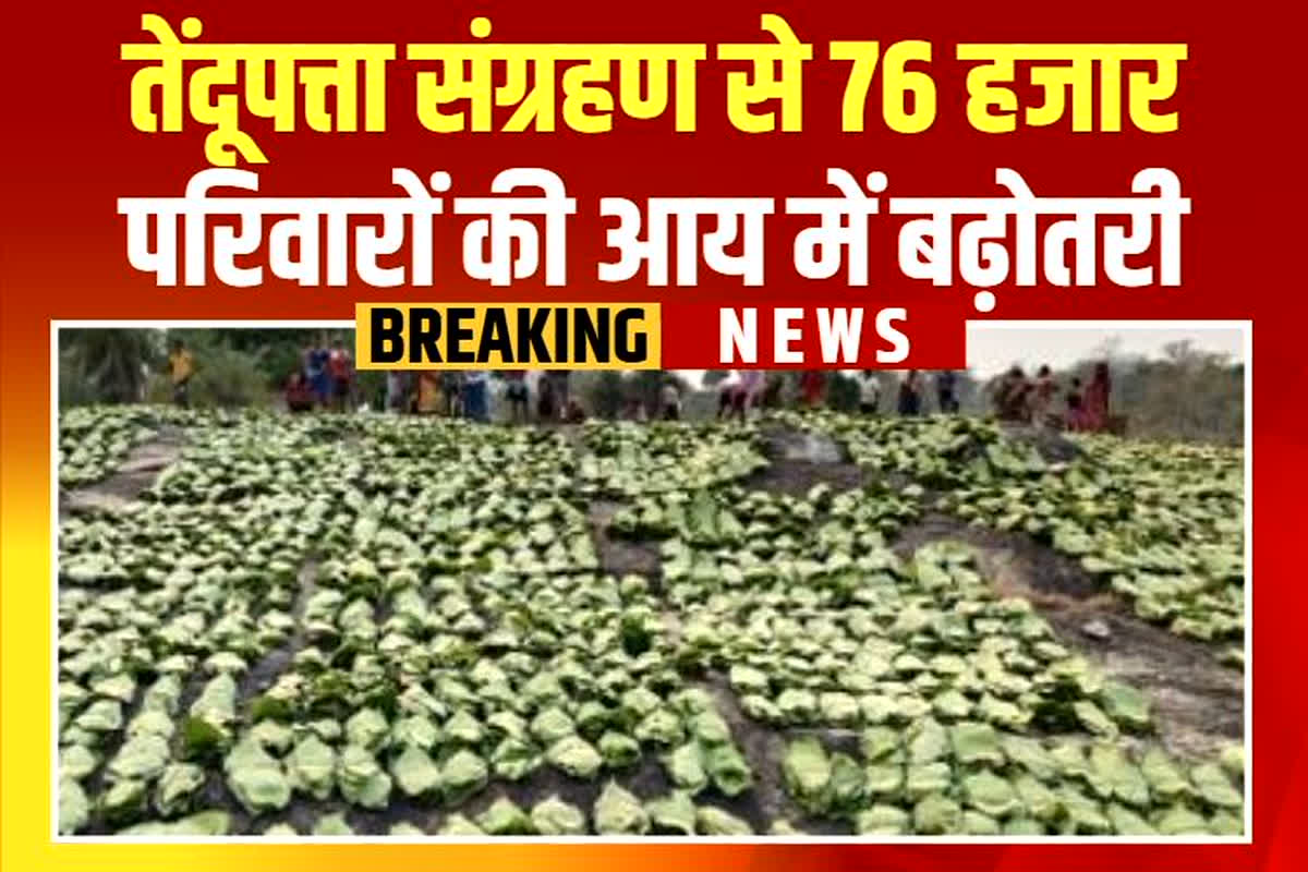 CG News: ग्रामीणों को मिली आर्थिक मजबूती, वन विभाग की योजनाओं ने बदली जीवनशैल़़ी, तेंदूपत्ता संग्रहण से 76 हजार परिवारों की आय में बढ़ोतरी