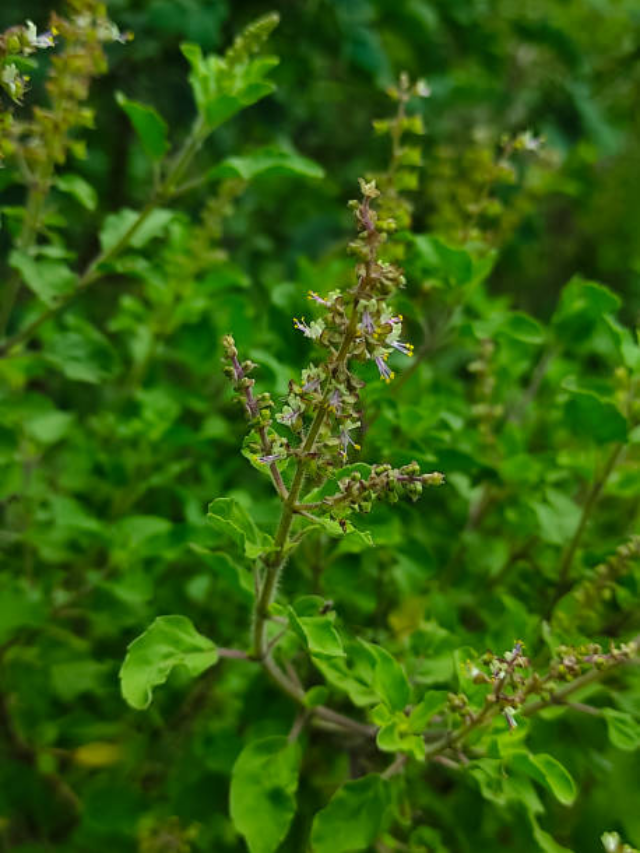 तुलसी में लगी मंजरी तोड़ने के नियम