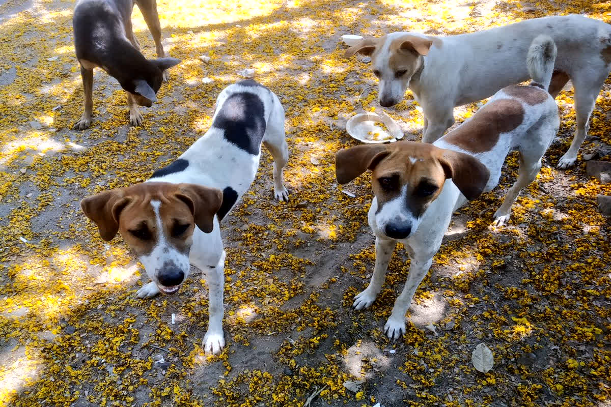 Dog Bite News: एक आवारा कुत्ता…12 ग्रामीण बने शिकार, बच्ची समेत कई गंभीर, हो जाएं सावधान, कहीं आपके जिले की खबर तो नहीं..?