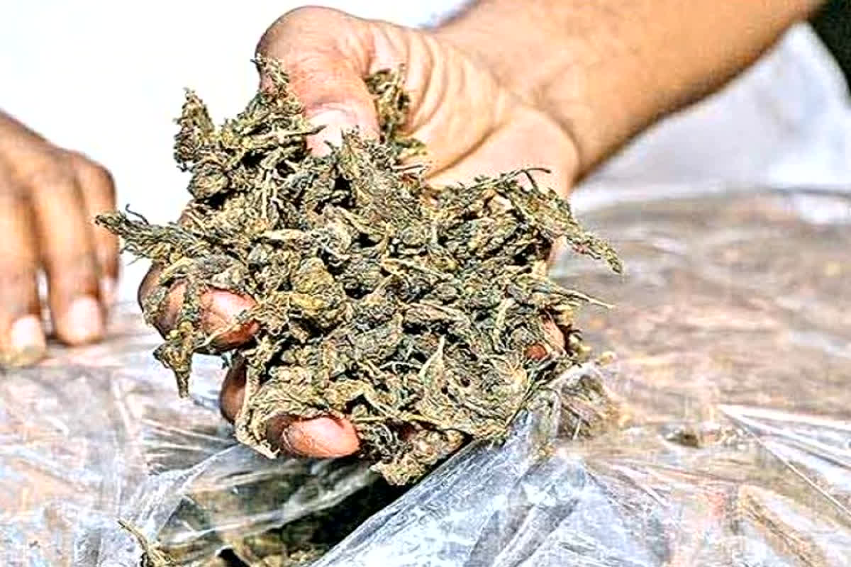 Jabalpur News: चलती ट्रेन में चल रहा था नशे का सफर! यात्रियों के बीच बैठे थे दो तस्कर, ऐसी जगह छुपाकर रखा था गांजा, अंदाजा भी नहीं लगा पाएंगे आप…