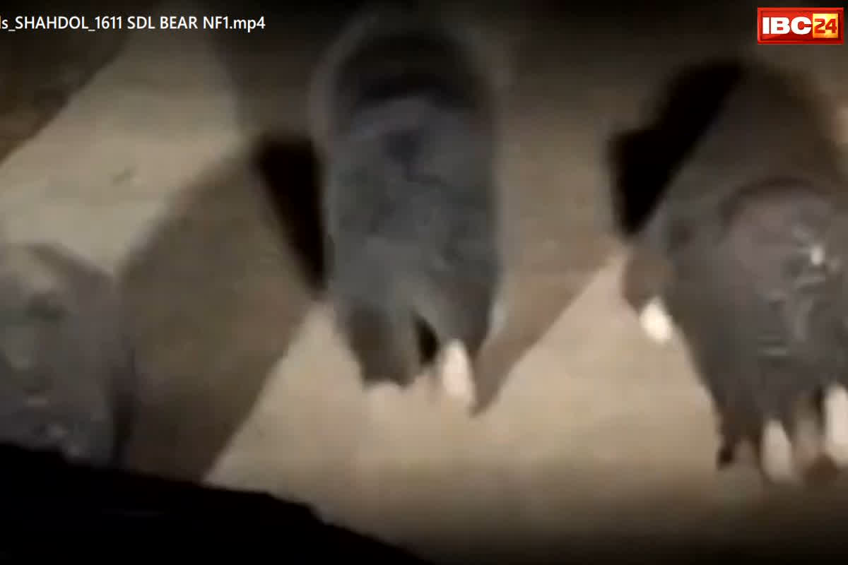 Shahdol News: रात के सन्नाटे में बस्ती में घूमते दिखाई दिए तीन भालू, नजारा देख ग्रामीणों की सांसें थम गईं, आप भी देखिए वीडियो…