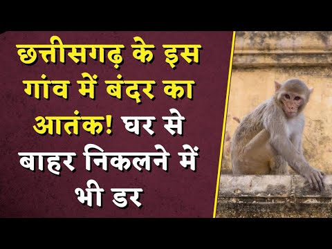 Chhattisgarh के इस गांव में बंदर का आतंक! घर से बाहर निकलने में भी डर