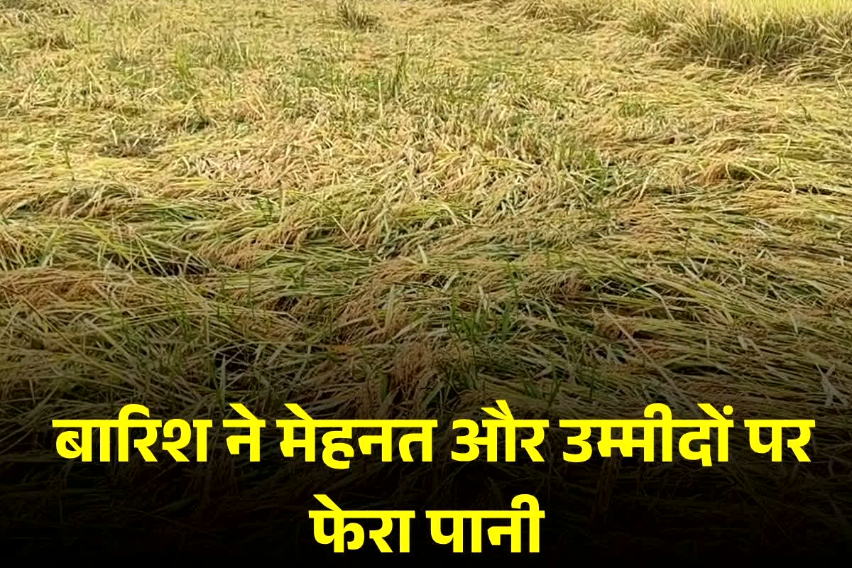 Umariya News: मूसलाधार बारिश ने खोखला किया किसानों का जीवन… खेत हुए तालाब में तब्दील!.. ग्रामीणों की रोज़ी-रोटी पर डाला संकट