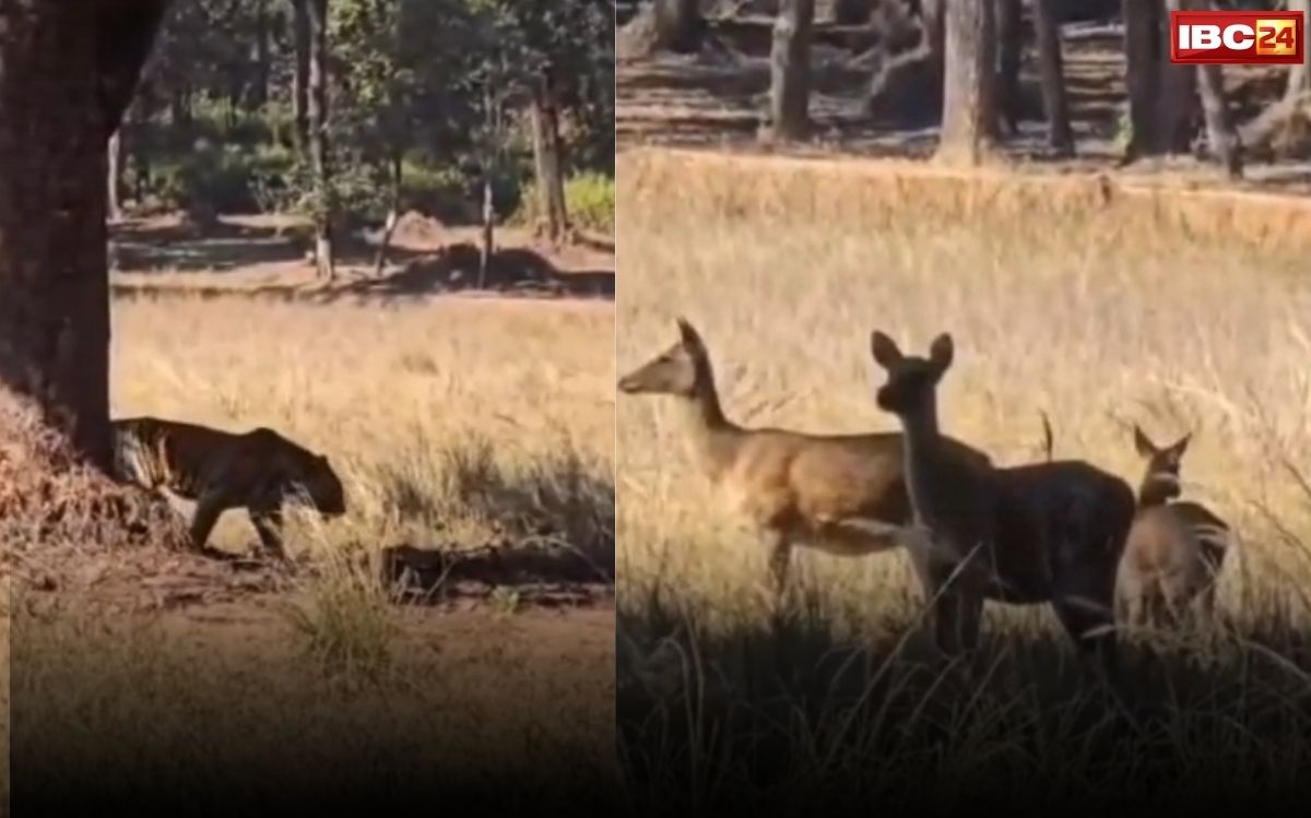 Kanha Wildlife Viral Video: जंगल का अलार्म बजते ही निकला ‘राजा’, कान्हा टाइगर रिज़र्व से सामने आया रोंगटे खड़े कर देने वाला नज़ारा, वीडियो तेजी से हो रहा वायरल