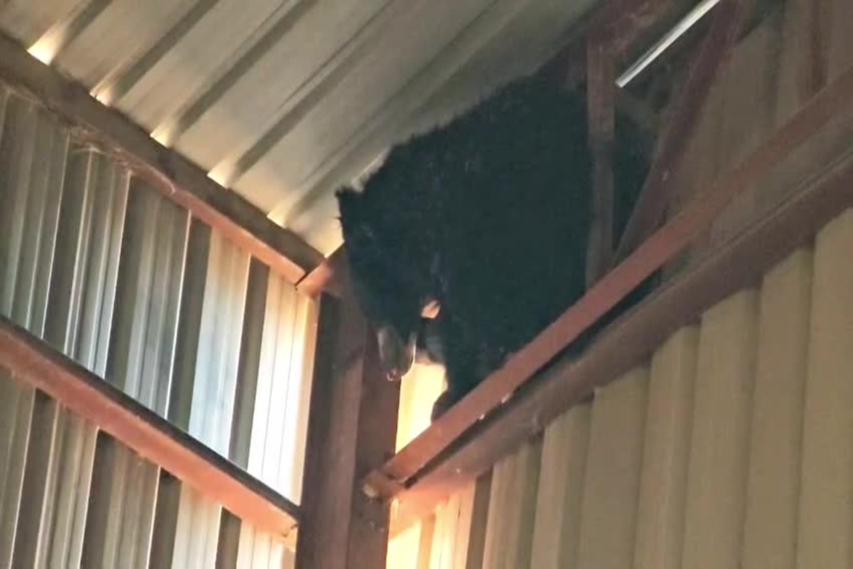 राइस मिल में इस चीज के लिए आया था भालू, 30 फिट की ऊंचाई पर फंसा, कर्मचारियों में अफरा-तफरी का माहौल, वीडियो वायरल