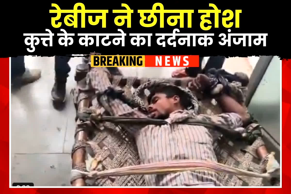 Dog Attack in Aligarh: कुत्ते के काटने के बाद बेकाबू हुआ युवक, करने लगा ऐसी हरकत, वीडियो देखकर आप भी रह जाएंगे दंग