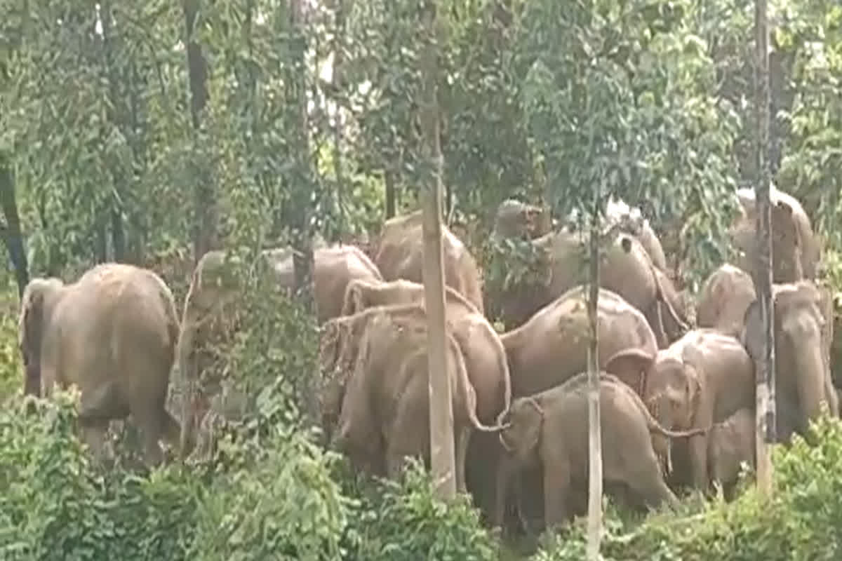 Elephant Movement in CG: ओडिशा से छत्तीसगढ़ आया आतंकी हाथियों का दल, इस जिले में मचा हड़कंप, अगला निशाना कौन सा इलाका?
