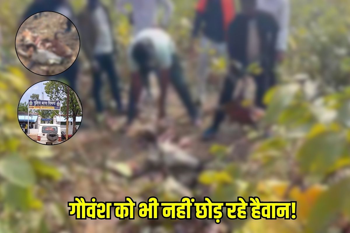 Bhatapara Crime News: हैवानियत की सारी हदें पार…जंगल में मवेशियों का किया ये हाल, अब गिरफ्तार आरोपियों ने खोले काले राज