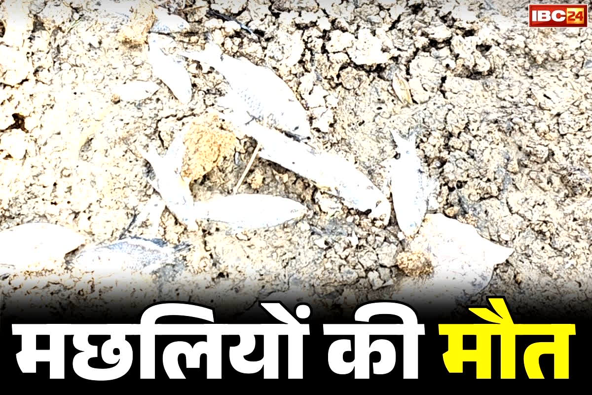Shivnath river Fish Dead: शिवनाथ नदी में लाखों मछलियों की रहस्यमई तरीके से मौत.. कुत्ते और पक्षी भी नहीं खा रहे, क्या ये है मछलियों के मौत की वजह..