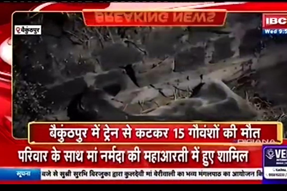 Korea News: कोरिया में ट्रेन से कटकर 15 गौवंशों की मौत, मौके पर पहुंचे पुलिस-प्रशासन के अधिकारी