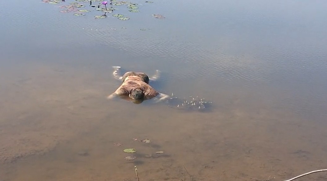 Bilaspur Crime News: तालाब में इस हाल में मिला युवक, देखकर ग्रामीणों के भी उड़ गए होश, बुलानी पड़ गई पुलिस