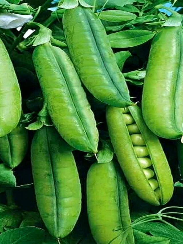 हरी मटर नहीं, हेल्थ का खजाना! रोज़ खाएंगे तो शरीर खुद कहेगा थैंक यू