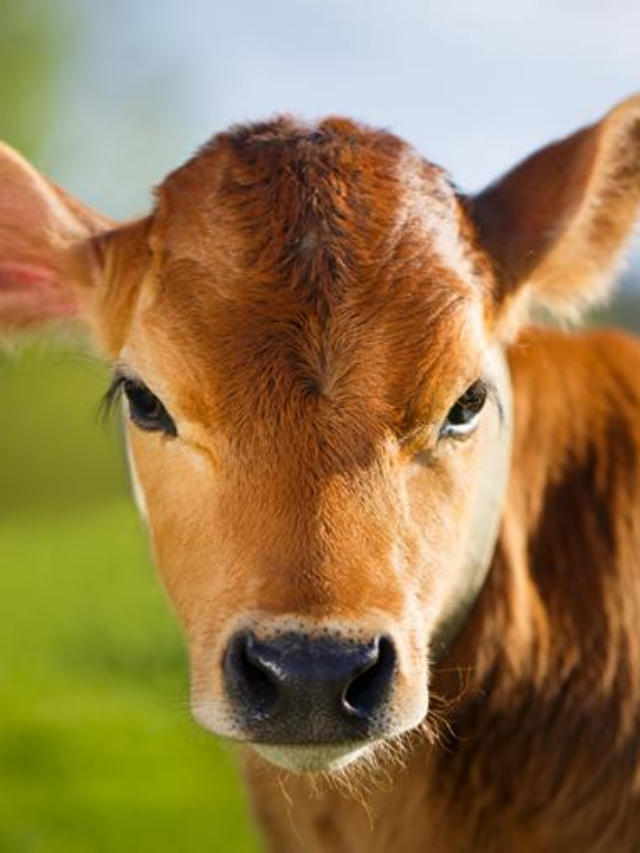 Grah Dosh: क्या आप भी गाय को खिलाते हैं रोटी? न करें ये गलतियां, लग सकता है ग्रह दोष