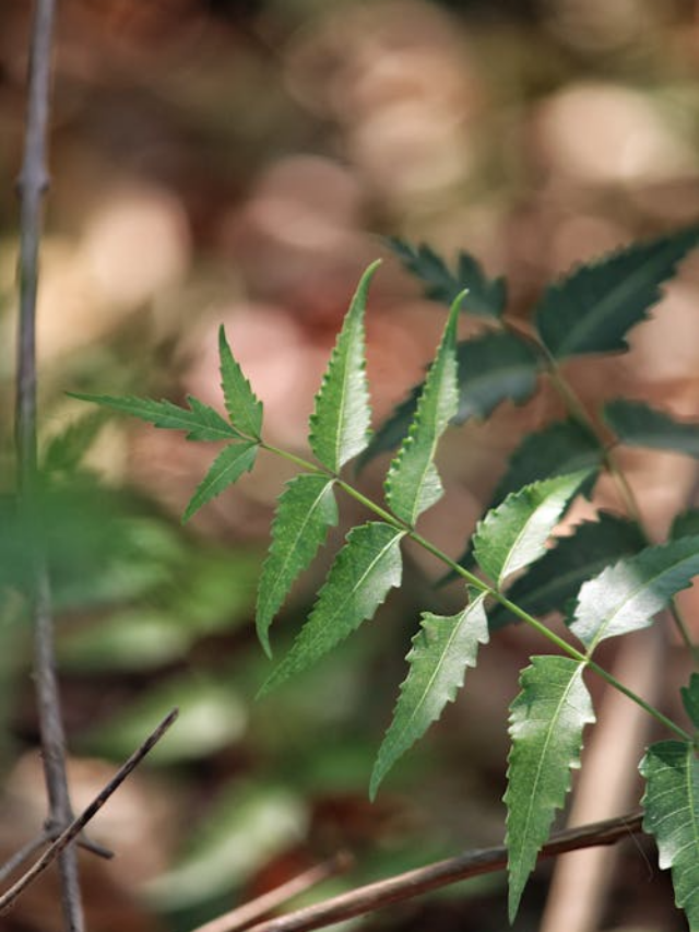 Neem Leaves Benefits : खाली पेट नीम के पत्ते खाने के फायदे