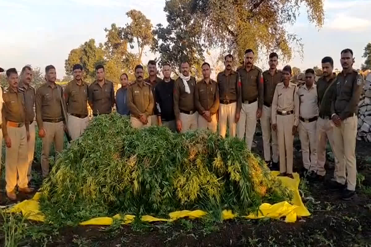 Neemuch Crime News: गेहूं-सरसों की आड़ में हो रही थी इस खतरनाक चीज की खेती, पुलिस ने जब्त किया 10 लाख से ज्यादा का माल