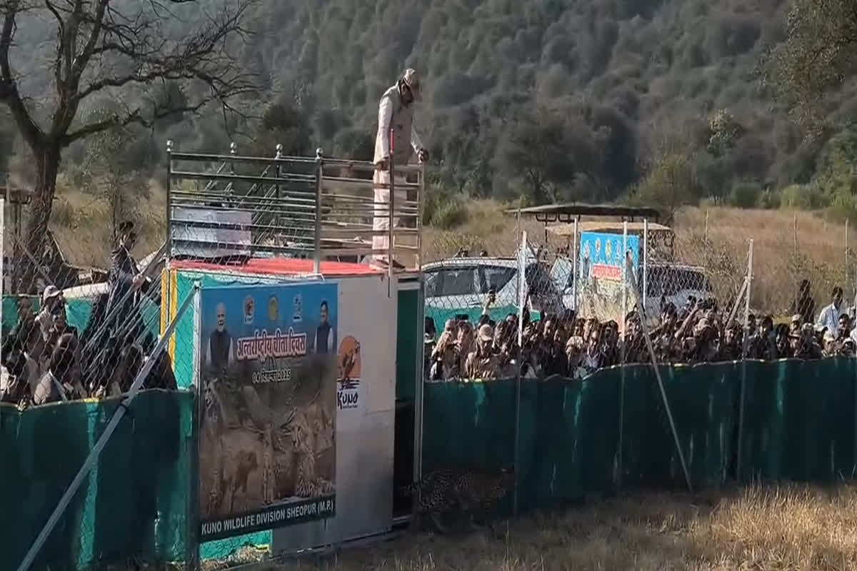 Kuno Cheetah Release: सीएम मोहन यादव ने जैसे ही चीते को जंगल में छोड़ा, कुछ सेकंड बाद जो हुआ उसका वीडियो देखा आपने?