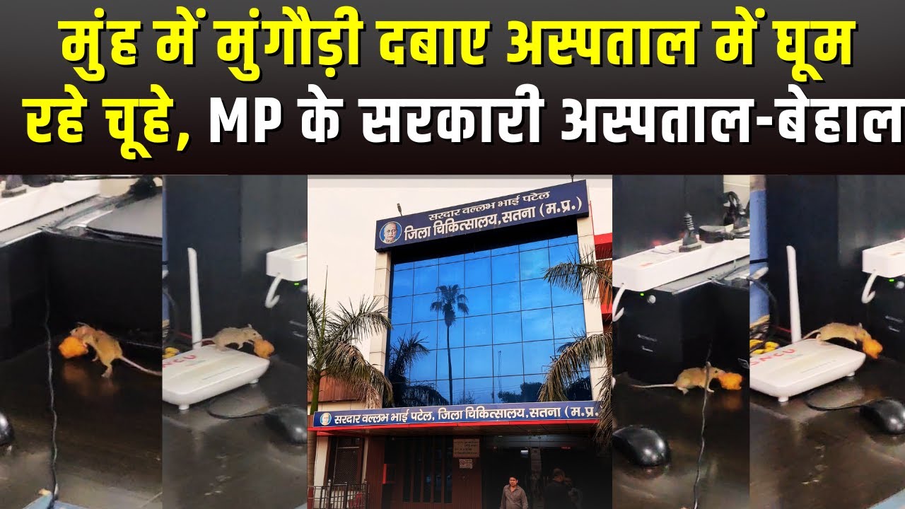 मुंह में मुंगौड़ी दबाए अस्पताल में घूम रहे चूहे, MP के सरकारी अस्पताल-बेहाल ? Satna Hospital | Rats