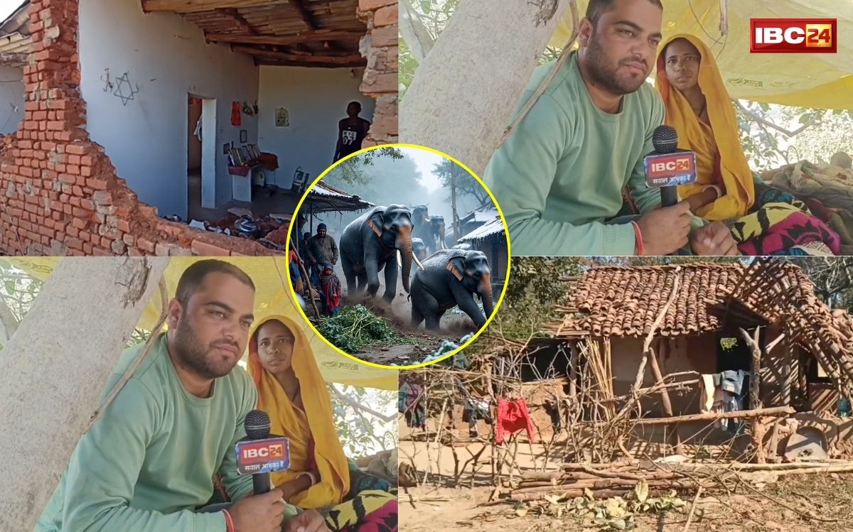 Elephant Destruction News: डर के साए में प्रदेश का ये गांव, हाथियों ने ग्रामीणों की जिंदगी कर दी बर्बाद, IBC24 ने दिखाया कैसे लोग पेड़-पुल पर रहने को मजबूर