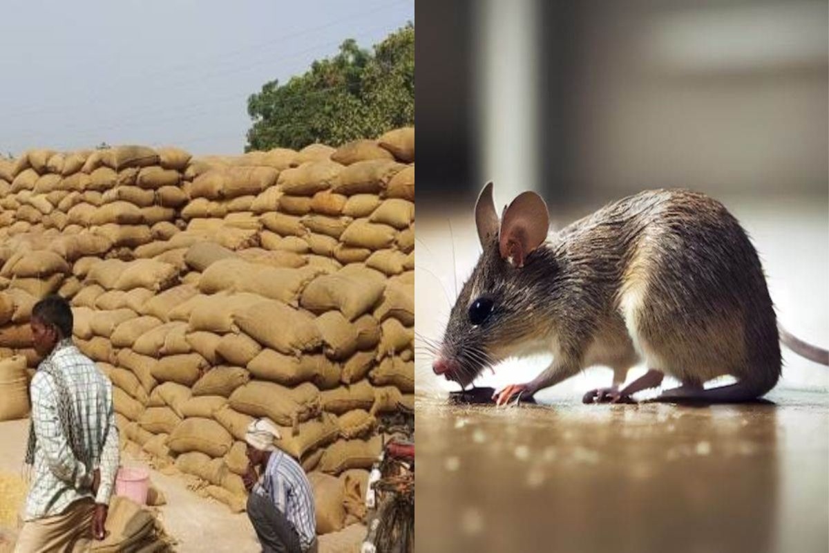 शह मात The Big Debate: धान सारा चट हुआ…’चूहे’ अब भी जिंदा हैं! सवाल, आरोप और प्रदर्शन! क्या करप्शन के चूहों का पता लगा पाएगा प्रशासन?