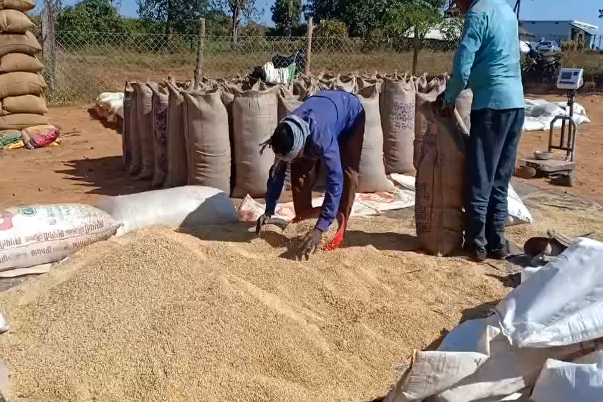 CG Dhan Kharidi News: ‘धान को चूहा खा गया..’, छत्तीसगढ़ के इस धान खरीदी केंद्र से 22 हजार क्विंटल धान गायब, संग्रहण केंद्र प्रभारी निलंबित, डीएमओ को नोटिस