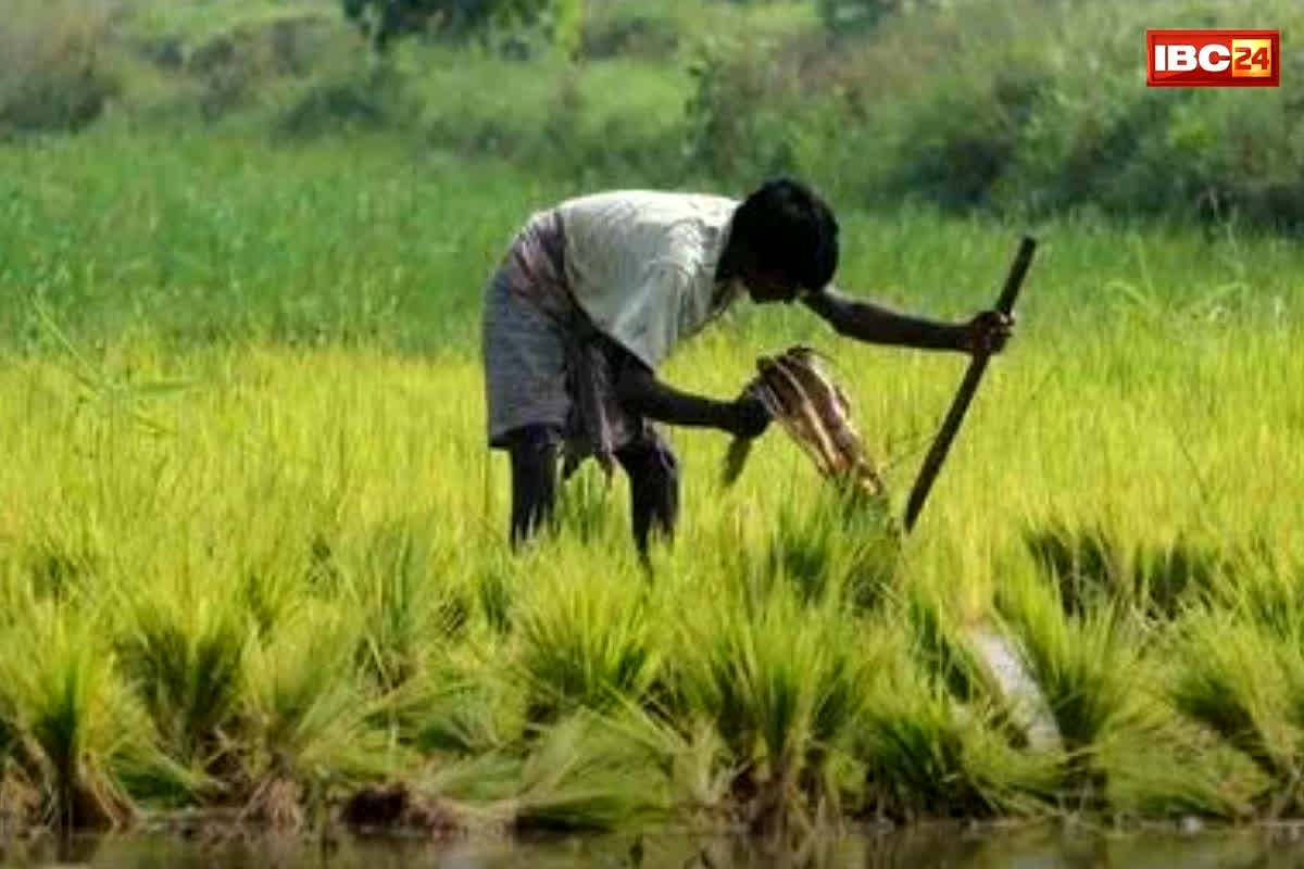 CG Kharif Fasal MSP 2026: छत्तीसगढ़ के किसानों के लिए खुशखबरी! केंद्र सरकार ने MSP पर फसलों की खरीद को दी मंजूरी, इन फसलों का भविष्य अब और भी उज्जवल!