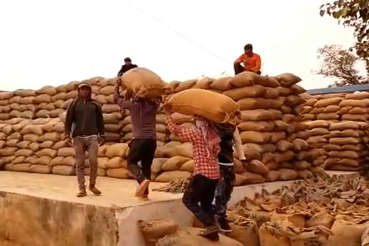 Kawardha Dhan Kharidi News: छत्तीसगढ़ के इस जिले में करोड़ों रुपए का धान गायब! संग्रहण केंद्र में हेराफेरी का खेल, चूहे, दीमक या बड़ा घोटाला?