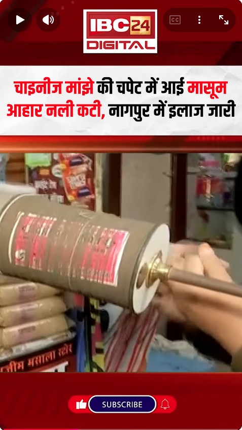 चाइनीज मांझे का खूनी खेल,  4 साल की बच्ची की कटी गर्दन | Chindwara MP News