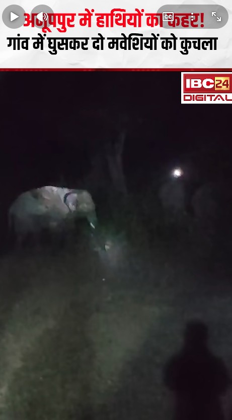 हाथियों का कहर! गांव में घुसकर दो मवेशियों को कुचला | Anuppur News