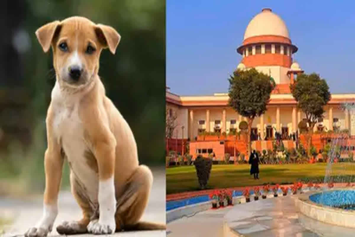 Supreme Court Stray Dogs: ‘कुत्ते ने काटा तो मुआवजा देगी सरकार’, डॉग लवर्स को सुप्रीम कोर्ट की दो टूक, कहा- कुत्ता संभाल नहीं सकते तो घर में रखें