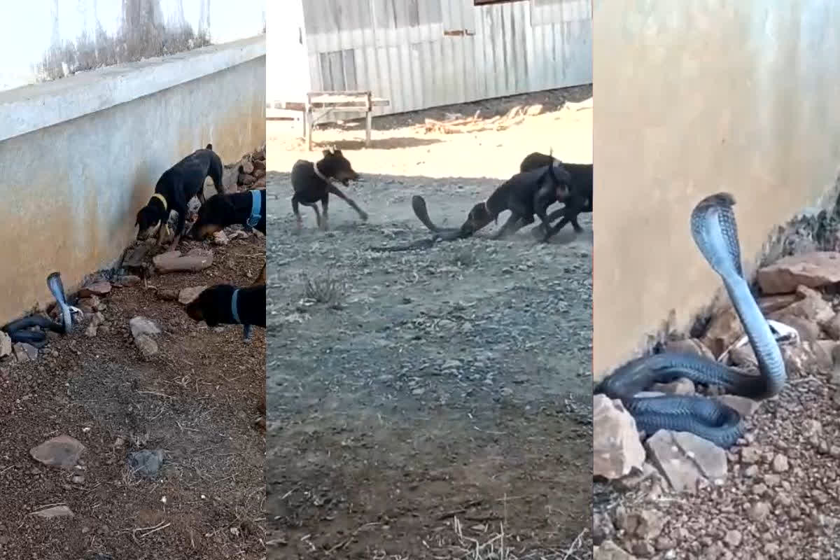 Vidisha Snake Dog Video: कुत्तों ने मां जूली की मौत का लिया बदला, नाग-नागिन के साथ हुई भयानक लड़ाई, नागिन ने भी किया हमला, फिल्मी सीन जैसा वीडियो देख उड़ जाएंगे होश