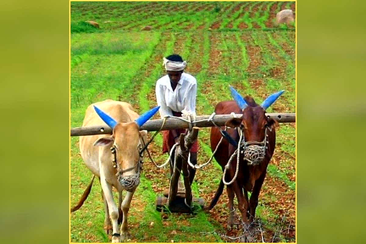 Good News for Farmers Today: छत्तीसगढ़ के किसानों के लिए बड़ी सौगात, अब इतने रुपए MSP की दर से होगी फसल की खरीदी, धान खरीदी के बीच आई खुशखबरी