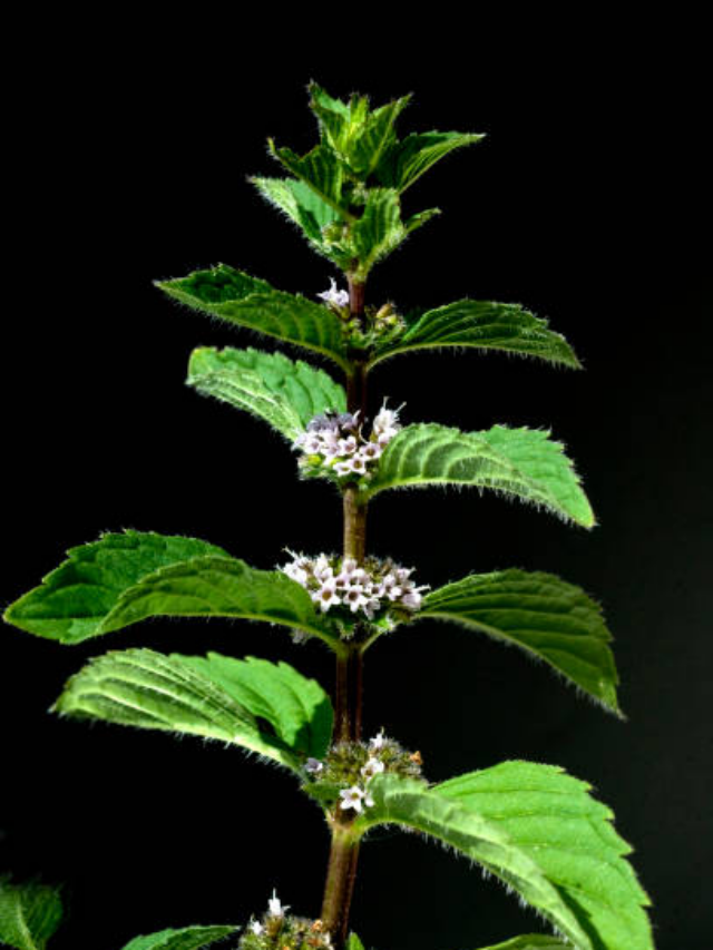 Tulsi Chandan religious belief: तुलसी के पत्ते में चंदन लगाकर मंदिर में रखने से क्या होता है?