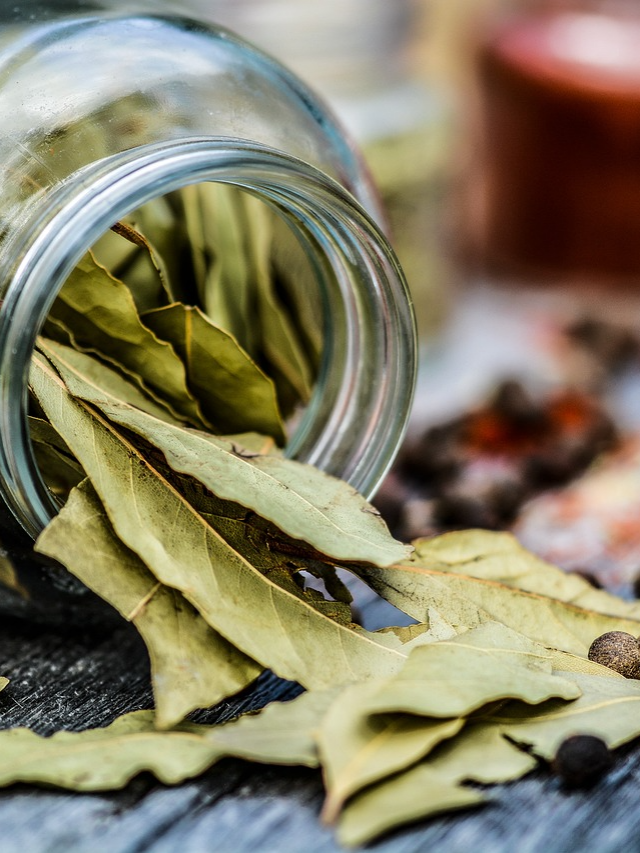 Tej Patta Ka Pani Kaise Piye: सुबह खाली पेट पी लें Tej Patte का पानी, जानें पीने का सही तरीका क्या है?