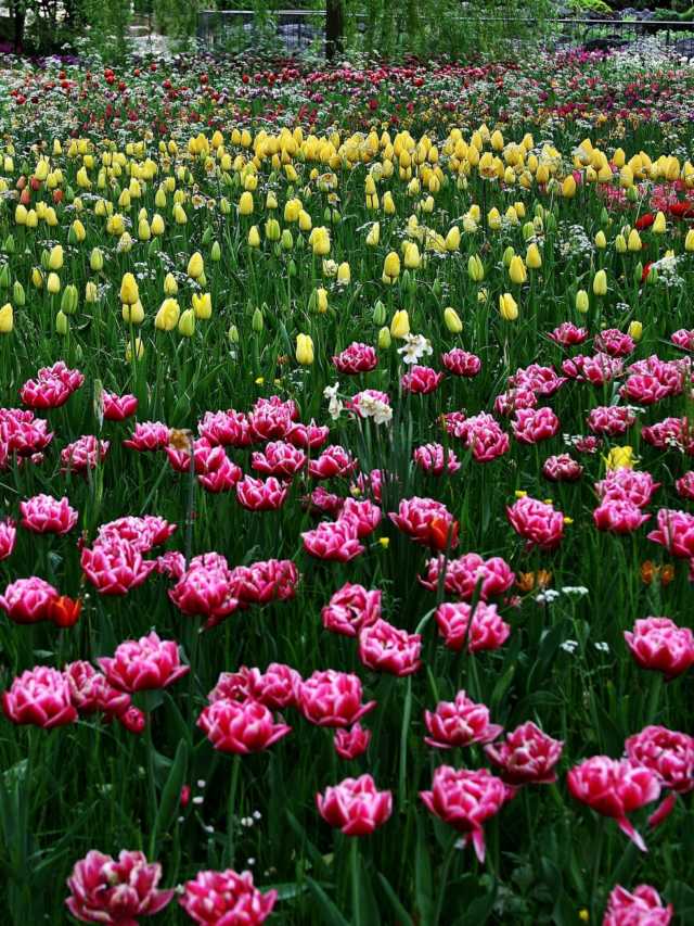 Most Beautiful Flowers: ये हैं दुनिया के सबसे सुंदर फूल, जिन्हें देखकर हर कोई कह उठता है–‘इसे खुद के बगीचे में लगाना है!