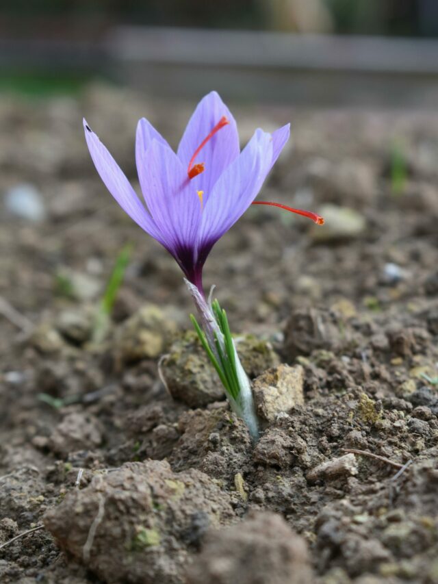 Saffron Cultivation: केसर की खेती अब बगीचे में भी संभव! जानिए आसान तरीका