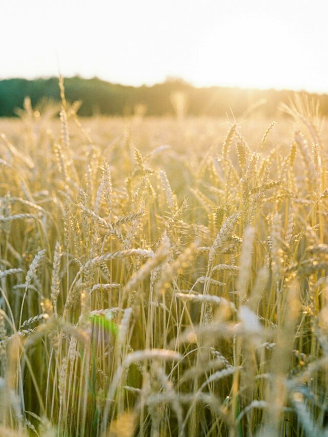 Wheat Production: ये है टॉप 10 गेहूं उत्पादक देशों की लिस्ट, जानिए कहां खड़ा है भारत और पाकिस्तान?