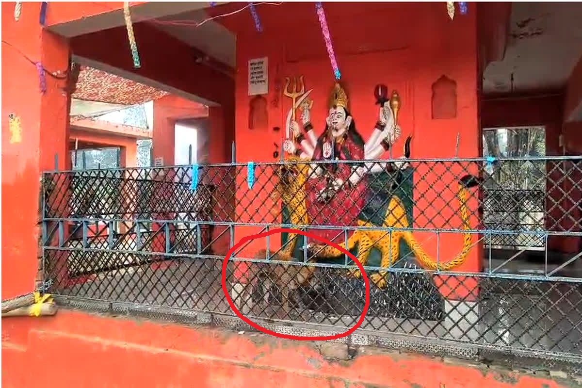 Durga Temple Dog video: हनुमान मंदिर के बाद दुर्गा मंदिर पहुंचा कुत्ता, लगातार लगा रहा मूर्ति की परिक्रमा, भारी संख्या में जुटे लोग..वीडियो वायरल