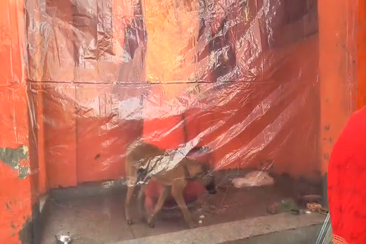 Dog circled Hanuman temple: आस्था-रहस्य का अनोखा संगम! रोते हुए घंटों तक हनुमान मूर्ति की परिक्रमा करते रहा कुत्ता, वीडियो वायरल