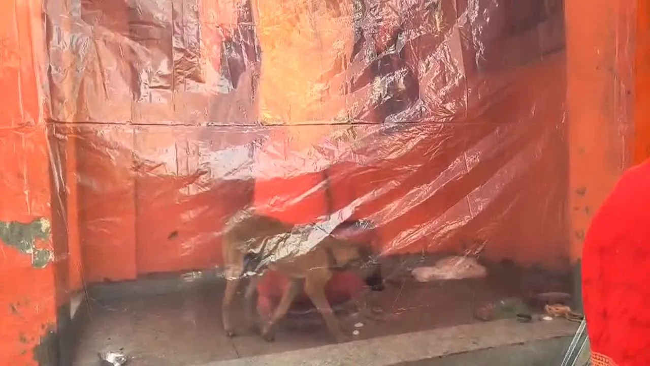 Dog circled Hanuman temple: हनुमान मूर्ति का परिक्रमा लगाने वाले कुत्ते के जल्द स्वस्थ होने की कामना, लोगों ने मंदिर में की विशेष पूजा और भंडारा