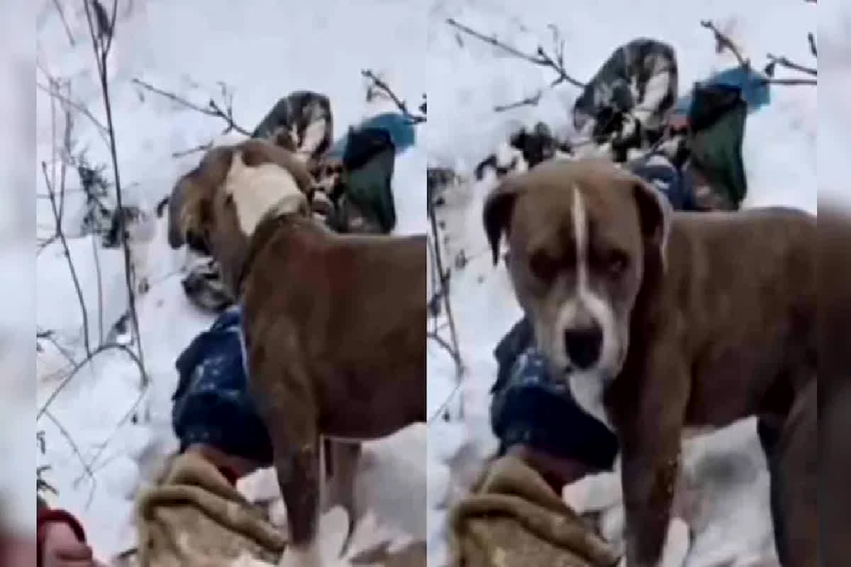 Himachal Pradesh Loyal Pitbull: बर्फबारी और कड़ाके की ठंड में 4 दिन मालिक के शव की रखवाली करता रहा पिटबुल, ‘बेजुबान’ की वफ़ादारी देख लोगों की आंखे हुई नम