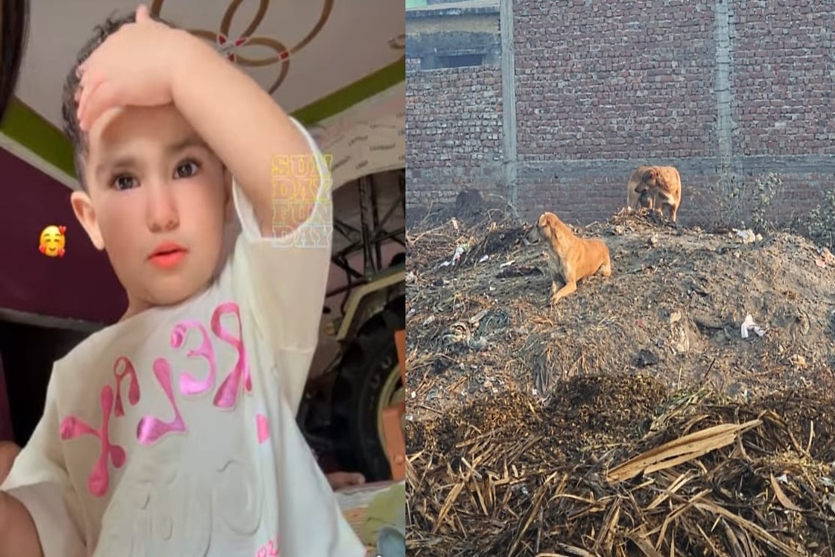 Stray Dogs Bite Child Death: आवारा कुत्तों के झुंड ने मासूम को नोच-नोचकर खाया, मासूम की दर्दनाक मौत से बिलख पड़े परिजन
