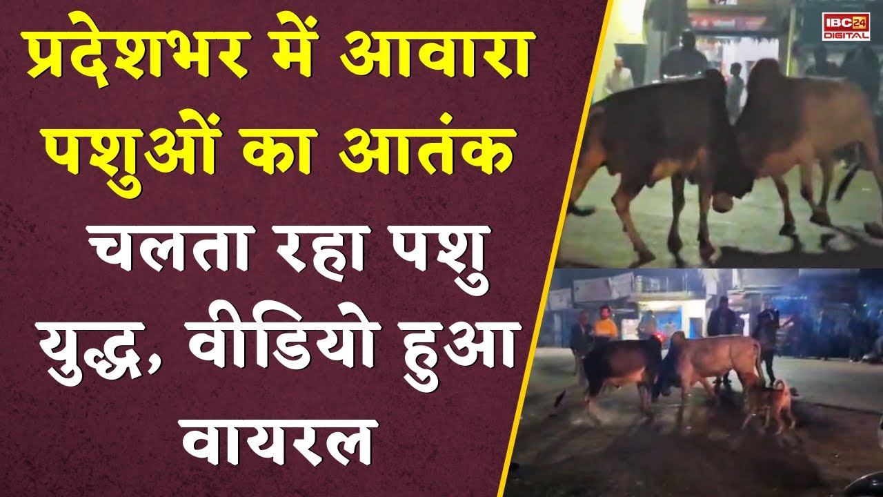 प्रदेशभर में आवारा पशुओं का आतंक, लोगों में दहशत… CCTV Video Viral | MP Maihar News | Animal Issue