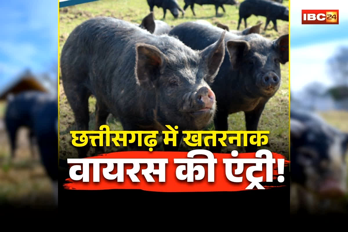 African Swine Fever in CG: छत्तीसगढ़ में खतरनाक वायरस की एंट्री! जंगली सूअरों में अफ्रीकन स्वाइन फीवर की पुष्टि, कई जिलों में हड़कंप, वन विभाग अलर्ट